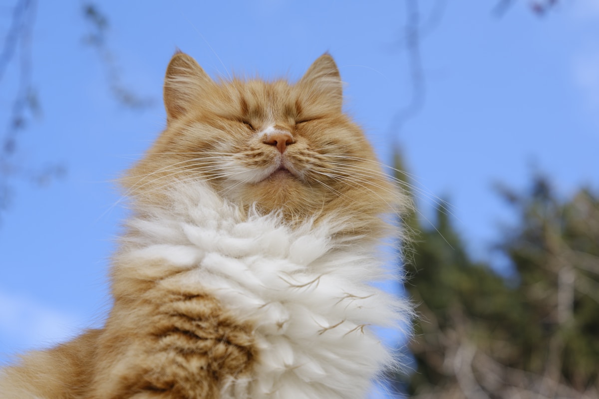 Gatos