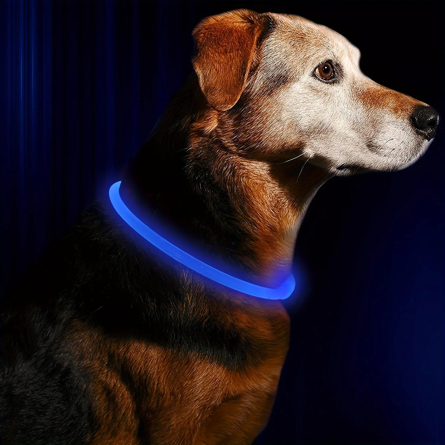 Collar LED Recargable USB para Perros — Visibilidad Nocturna 360°