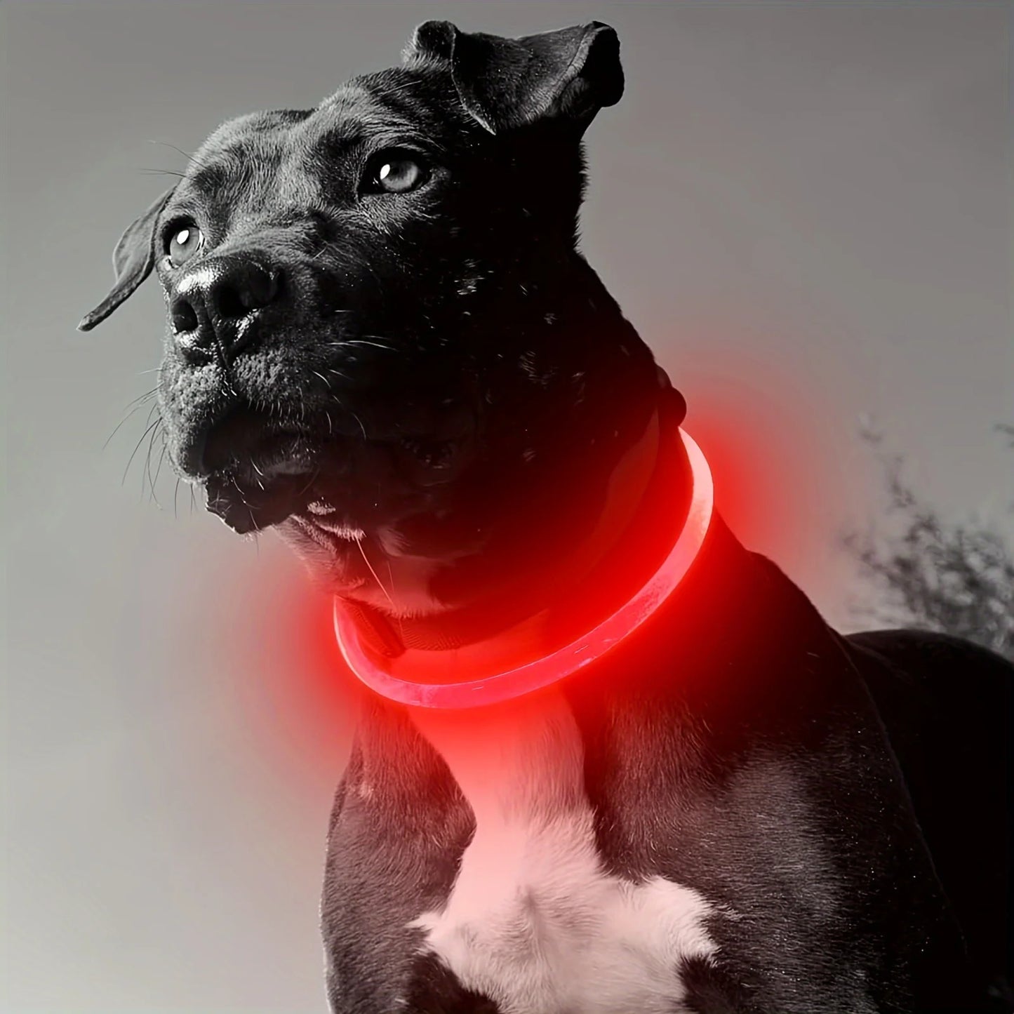 Collar LED Recargable USB para Perros — Visibilidad Nocturna 360°