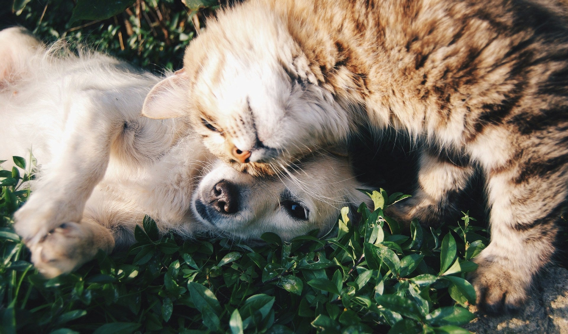 Perro y gato felices abrazados en la hierba